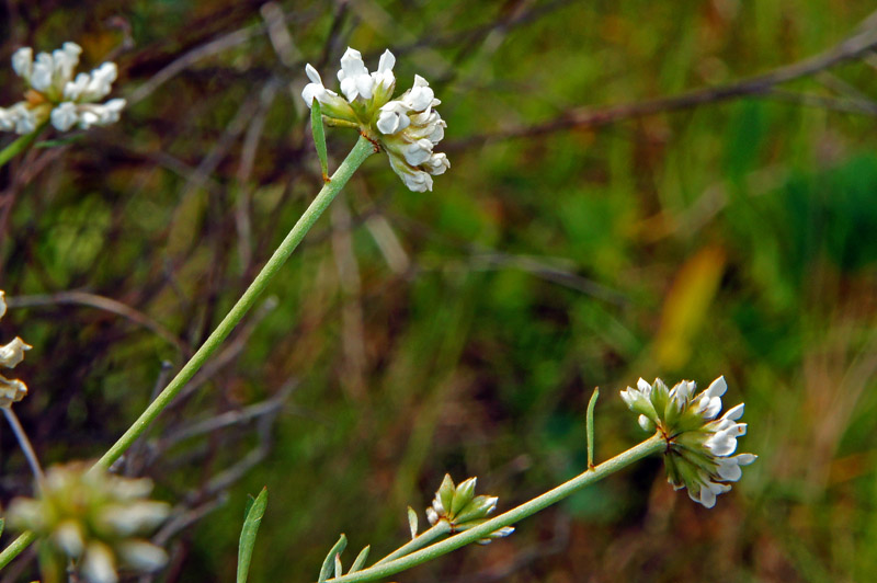 Lotus dorycnium (=Dorycnium pentaphyllum) / Trifoglino legnoso